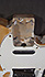 Fender Telecaster Bigsby de 1968