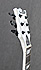 LTD Iron Cross James Hetfield